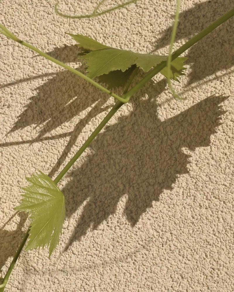Vine leaves and their shadows on a sunlit wall